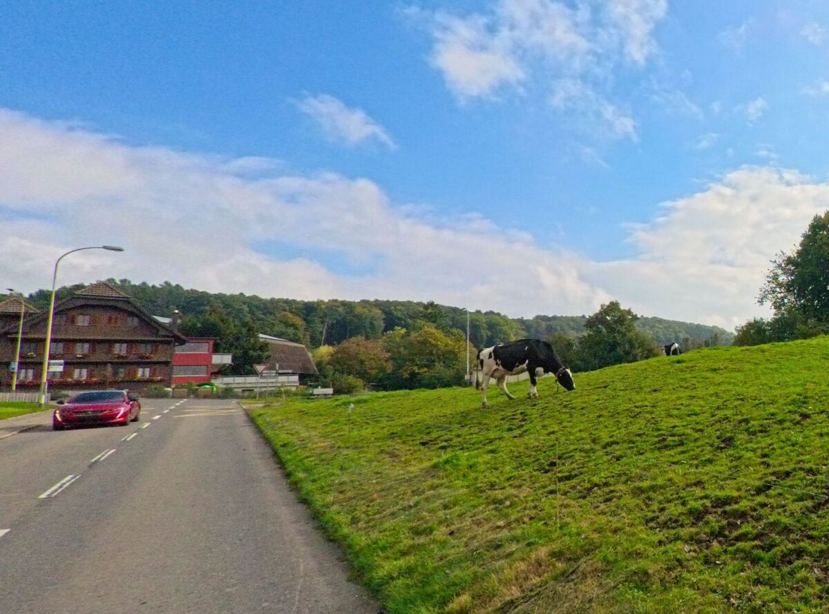 Auf einer offenen Weide grasen Tiere neben einem Feldweg bei Hohenrain (6277, Kanton Luzern).