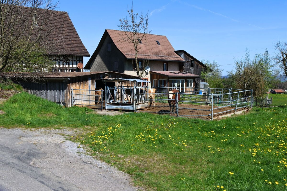 Am Dorfrand von Horgen (8810, Kanton Zürich) stehen mehrere Kühe im Auslauf eines kleinen Bauernhofs mit alten Wohn- und Wirtschaftsgebäuden.