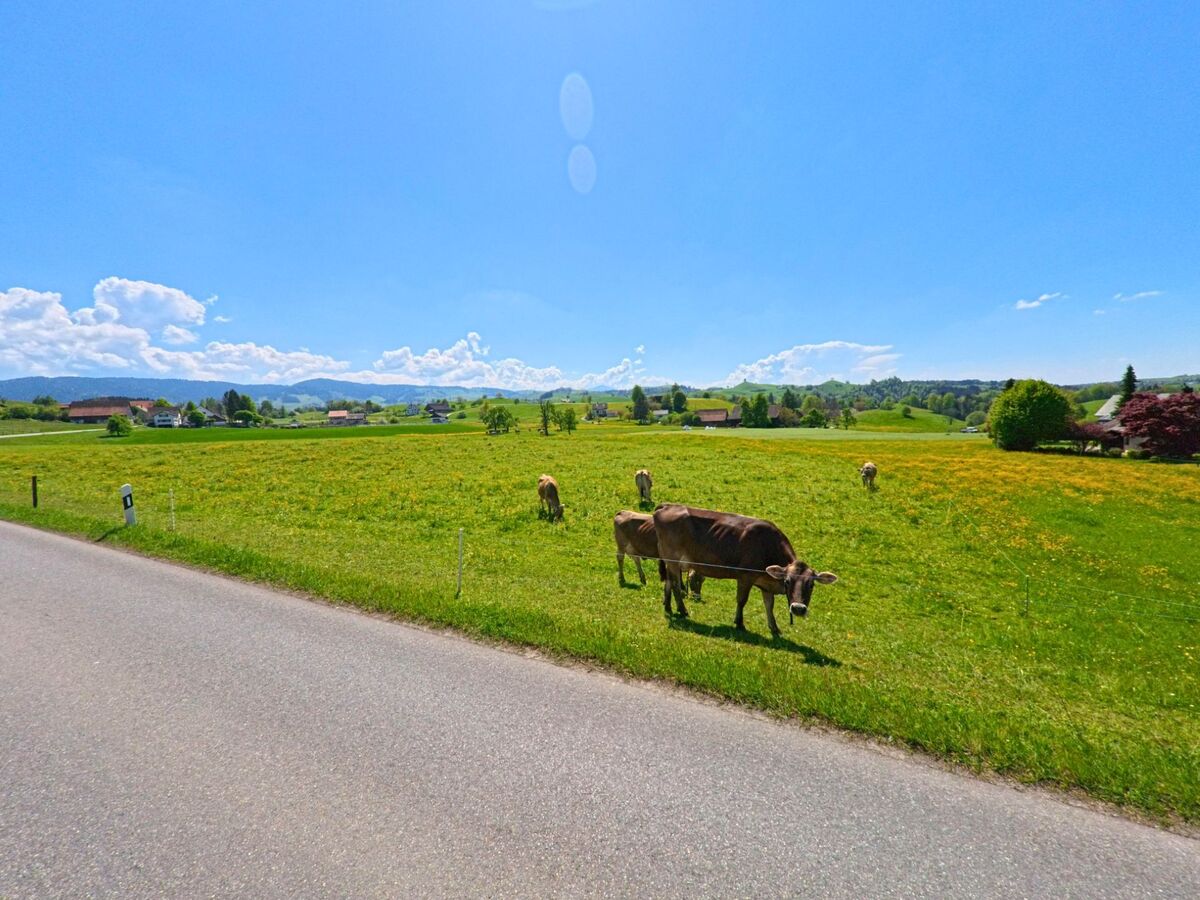 In Horgen (8810, Kanton Zürich) weiden Kühe auf einer weitläufigen grünen Wiese am Strassenrand mit Blick auf sanfte Hügel und verstreute Höfe.