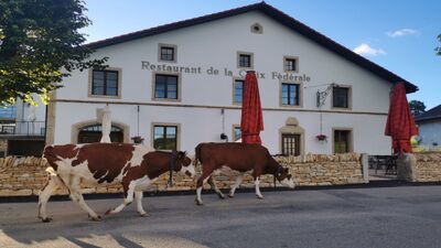 Vor dem Hôtel Restaurant La Croix Fédérale in Muriaux (2338, Kanton Jura) ziehen zwei Kühe gemächlich an der Terrasse des traditionellen Gebäudes vorbei.