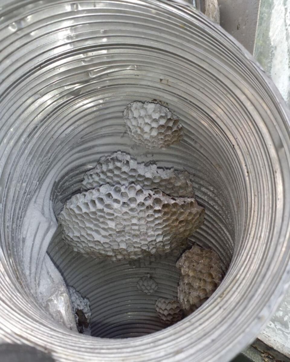 Das Bild zeigt mehrere Waben in einem Metallrohr, möglicherweise ein Wespennest, in Hüttikon (8115, Kanton Zürich), das in einem unzugänglichen Bereich befestigt ist.