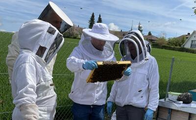 In Niederweningen (8166, Kanton Zürich) begutachten mehrere Imker in Schutzkleidung eine mit Bienen besetzte Wabe am Rand einer Wiese.