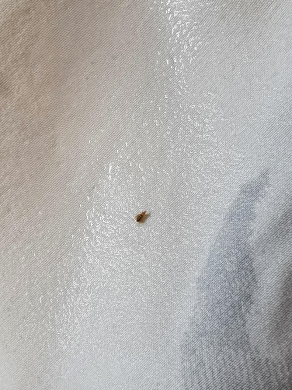 Auf einem weissen Stoff ist ein kleines Insekt zu sehen, das sich auf der Oberfläche befindet.