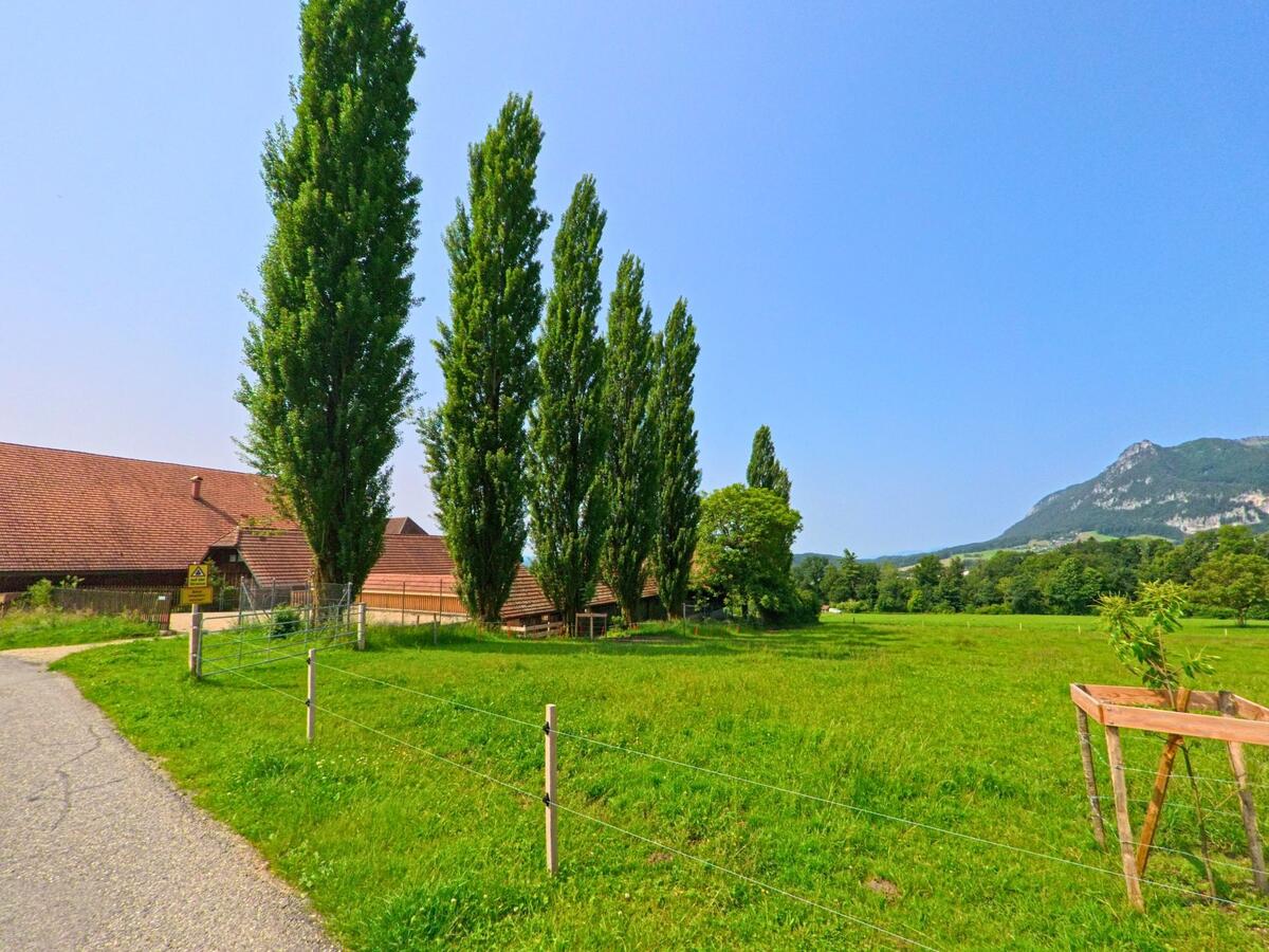 Hinter hohen Pappeln liegt ein Bauernhof in Kammersrohr (4535, Kanton Solothurn), im Hintergrund erhebt sich ein bewaldeter Berg.