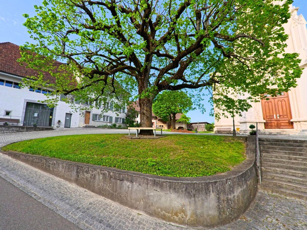 Auf dem Kirchplatz von Kilchberg (4496, Kanton Zürich) steht eine grosse Linde mit einer Bank, umgeben von gepflasterten Wegen und historischen Gebäuden.