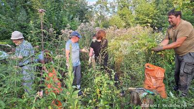 Zwischen dichtem Gruen und hohen Wildpflanzen arbeiten mehrere Personen in Belp (3123, Kanton Bern) gemeinsam an einem naturnahen Pflegeeinsatz.