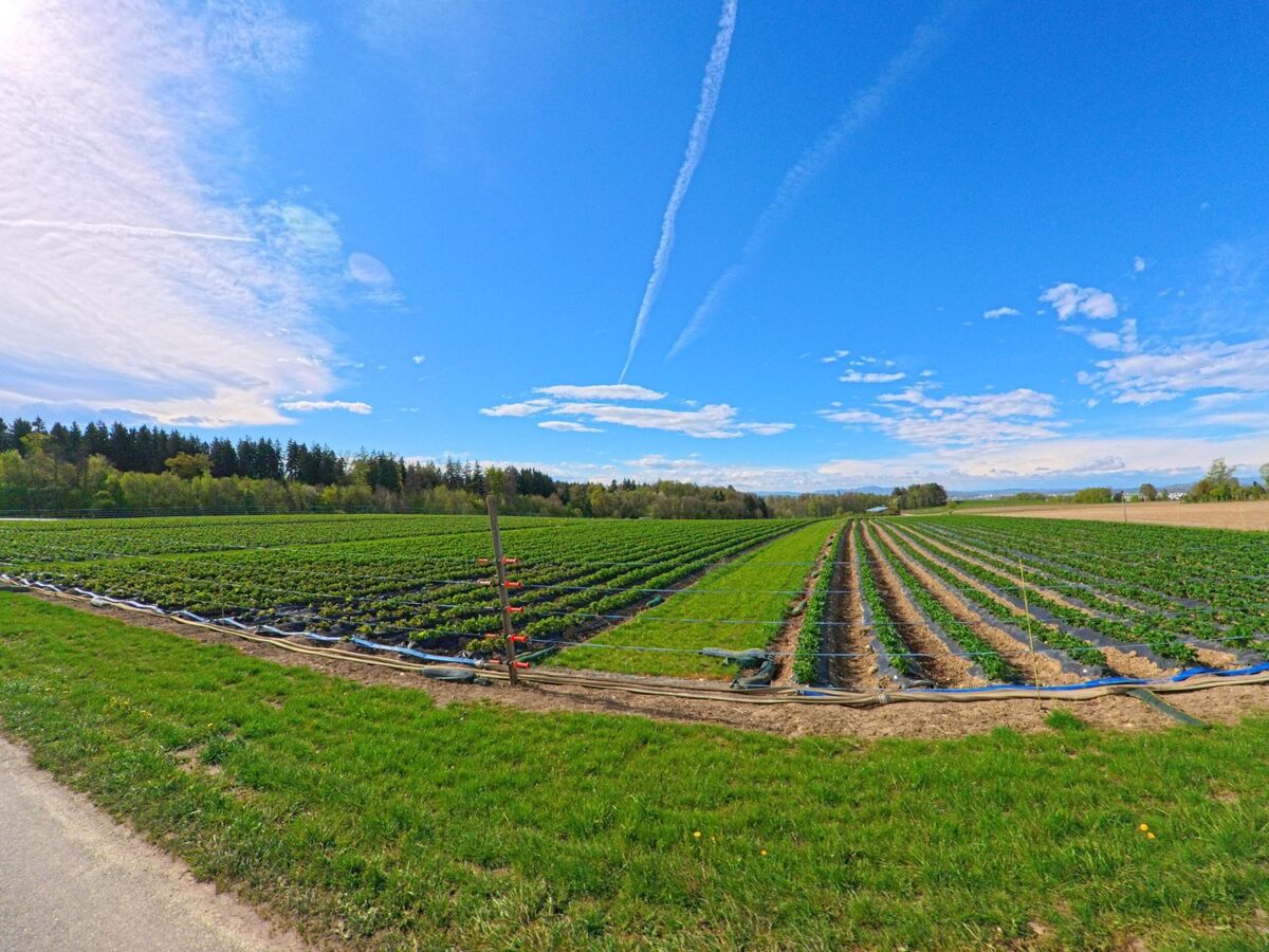 Am Ortsrand von Kloten, PLZ 8302 im Kanton Zürich, erstrecken sich gepflegte Ackerflächen mit jungen Pflanzenreihen bis zum Horizont unter einem weiten Himmel.