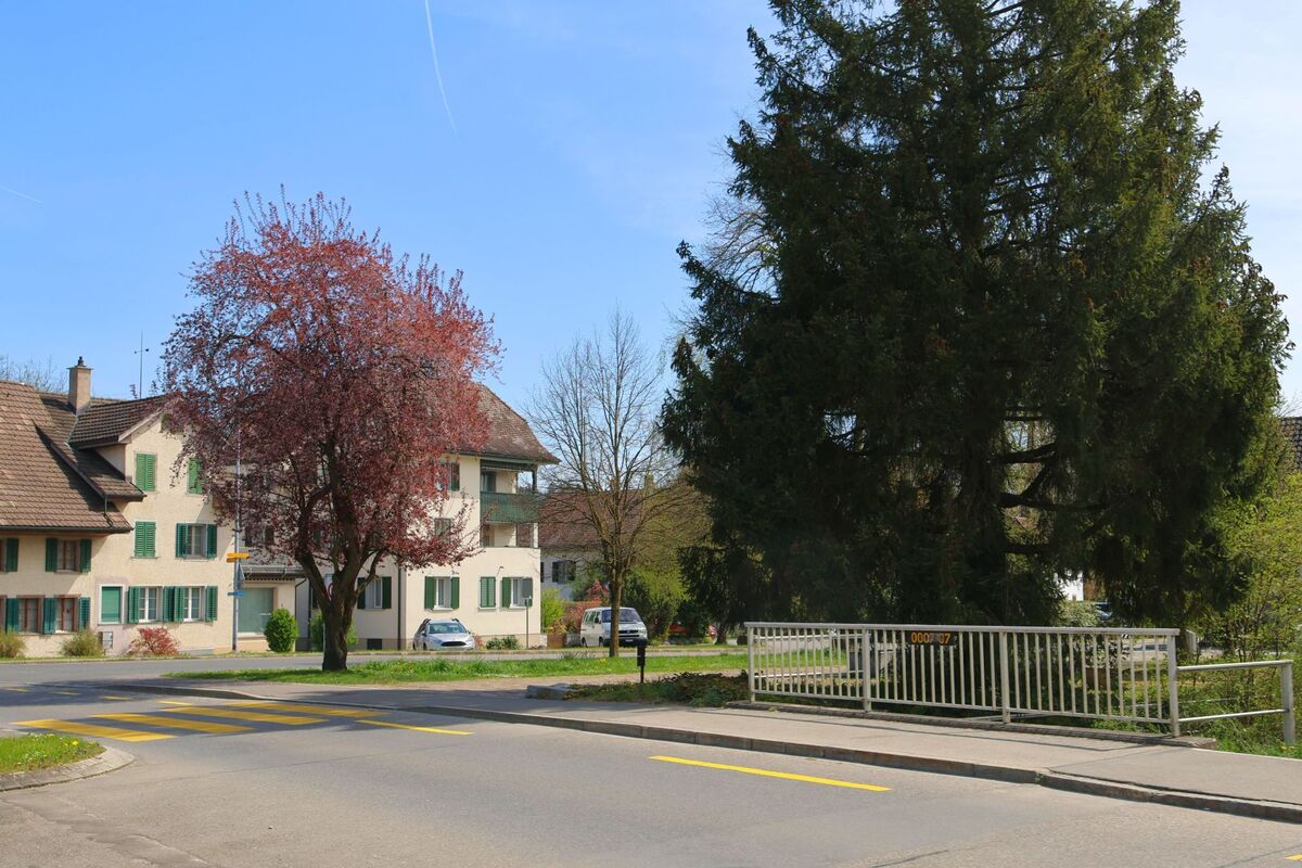 In Knonau, PLZ 8934 im Kanton Zürich, verläuft eine Strasse mit Fussgängerstreifen und Geländer an einem kleinen Bach, umgeben von Wohnhäusern und blühenden Bäumen.