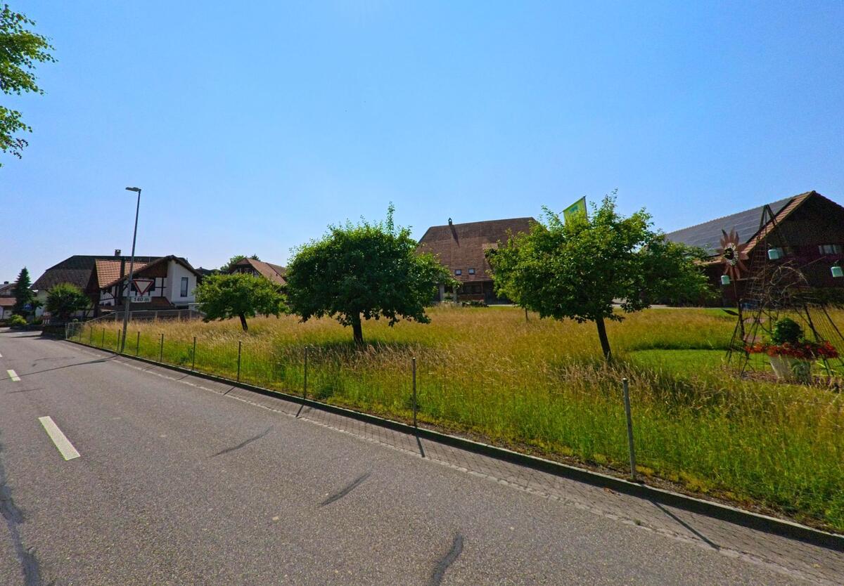In einem Wohnquartier von Koppigen (3425, Kanton Bern) stehen zwischen Strasse und traditionellen Häusern junge Obstbäume auf einer hohen Wiese.