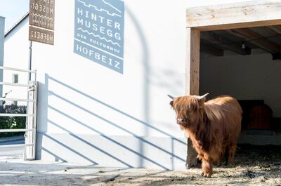 Beim Kulturhof Hinter Musegg in Luzern (6004, Kanton Luzern) steht ein Hochlandrind im Stallbereich vor einem weissen Gebäude mit Hofbeiz-Schild.