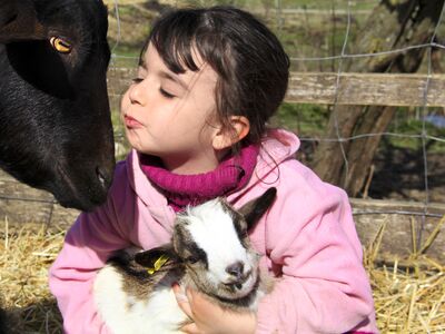 In Grand-Lancy (1212, Kanton Genf) zeigt La Gavotte ein Kind, das ein Zicklein im Arm haelt und einer Ziege gegenuebersitzt, umgeben von Stroh und Zaun.