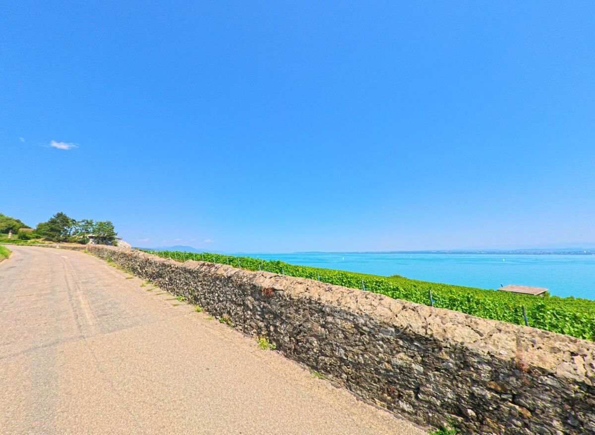 Am Rand von Weinreben in La Grande Beroche (2024, Kanton Neuenburg) verlaeuft eine schmale Strasse, von der aus sich ein weiter Blick auf den Neuenburgersee bietet.