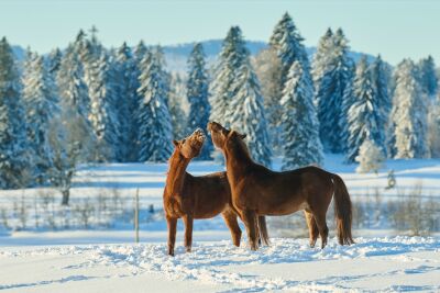 Zwei Pferde der Stiftung für das Pferd in Les Breuleux (2345, Kanton Jura) spielen im Schnee vor verschneiten Tannen.