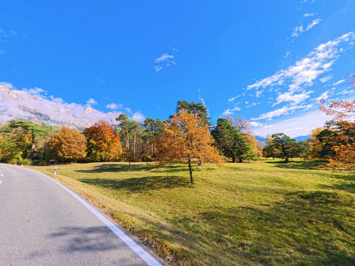 Entlang einer leicht geschwungenen Strasse erstreckt sich eine offene Grünfläche mit herbstlich gefärbten Bäumen in Maienfeld (7304, Kanton Graubünden), vor bewaldeten Hängen und Berggipfeln.