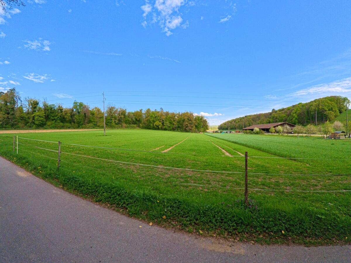 In Marthalen im Kanton Zürich mit der PLZ 8460 verläuft ein Feldweg entlang weiter Grünflächen, die sich bis zu einem Waldrand und einem landwirtschaftlichen Gebäude erstrecken.