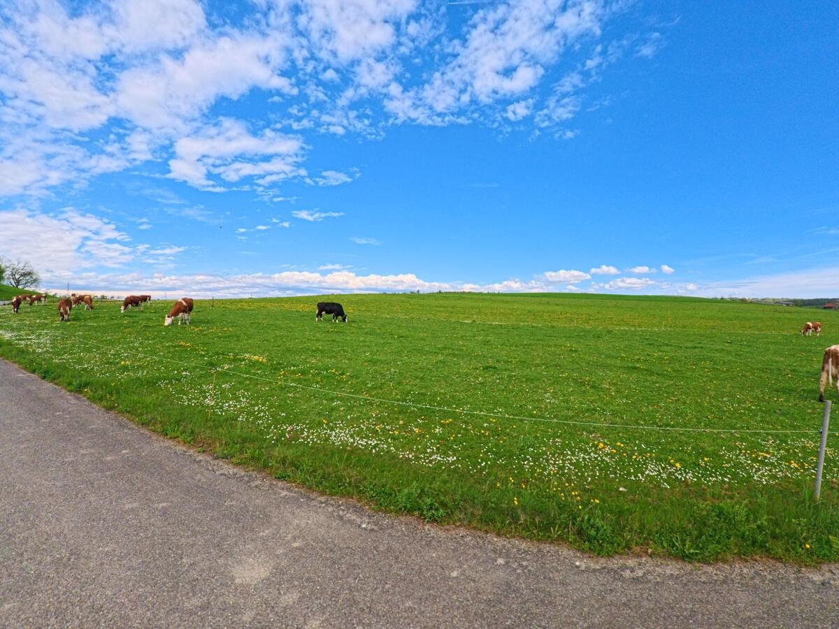 In Marthalen im Kanton Zürich mit der PLZ 8460 grasen Kühe auf einer weitläufigen, blühenden Wiese unter klarem Himmel neben einem schmalen Asphaltweg.