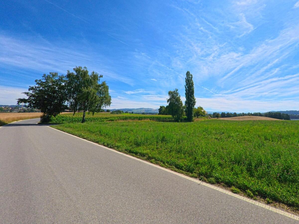 Eine schmale Landstrasse in Mauensee (6216, Kanton Luzern) windet sich durch offene Felder mit einzelnen Baeumen und bietet weiten Blick auf die Hügellandschaft.