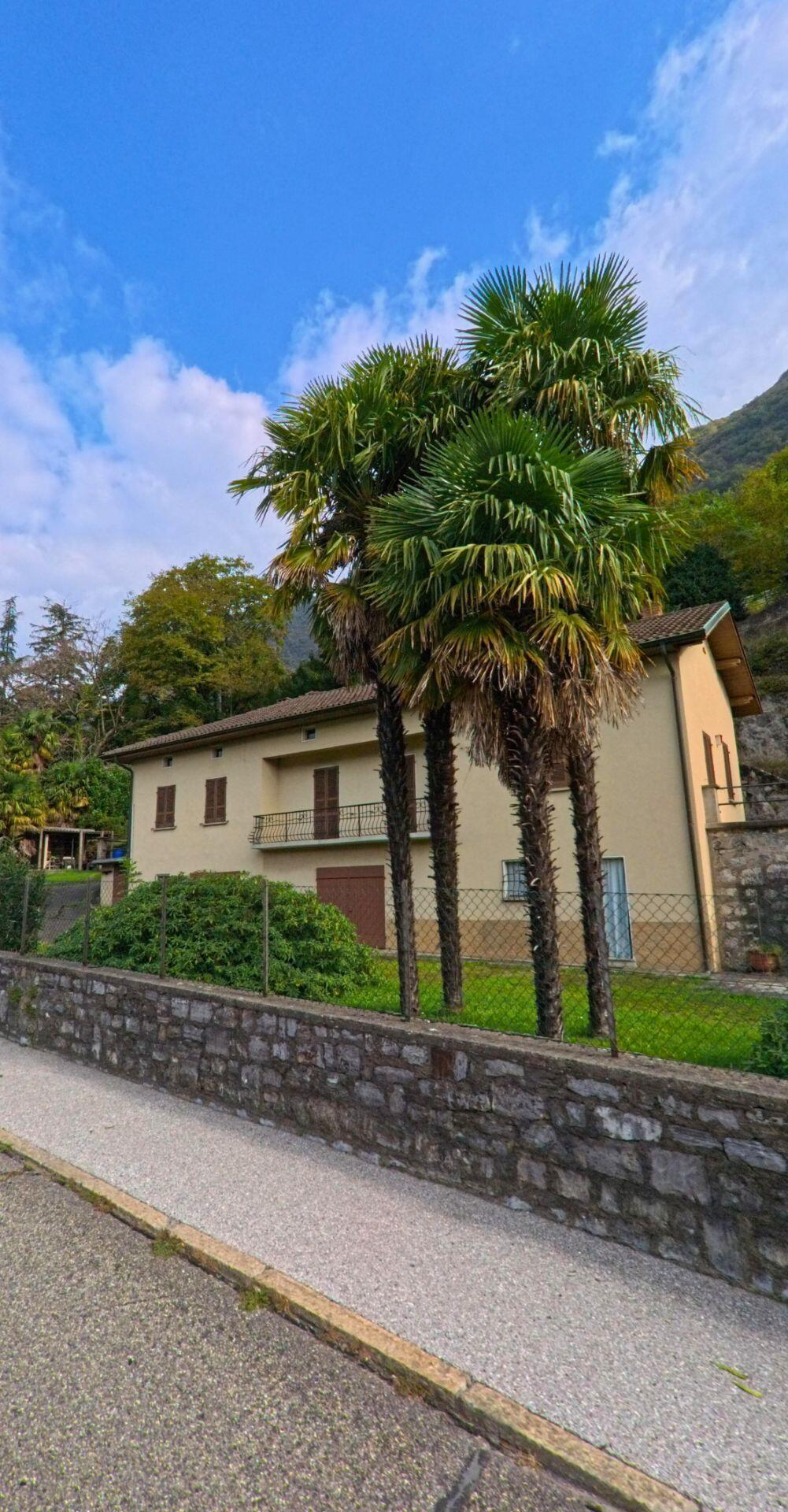 Mehrere Palmen stehen vor einem Wohnhaus mit Garten und Steinmauer in Melano (6818, Kanton Tessin) unter blauem Himmel am Hang.
