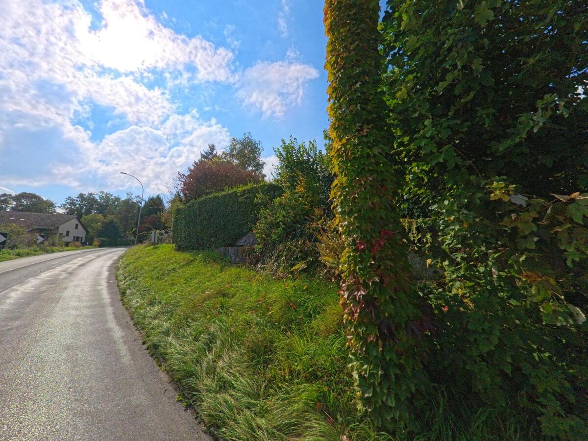 Eine schmale Strasse führt in Menziken (5736, Kanton Aargau) an begrünten Hängen und mit Efeu bewachsenen Bäumen vorbei, während im Hintergrund einzelne Wohnhäuser sichtbar sind.