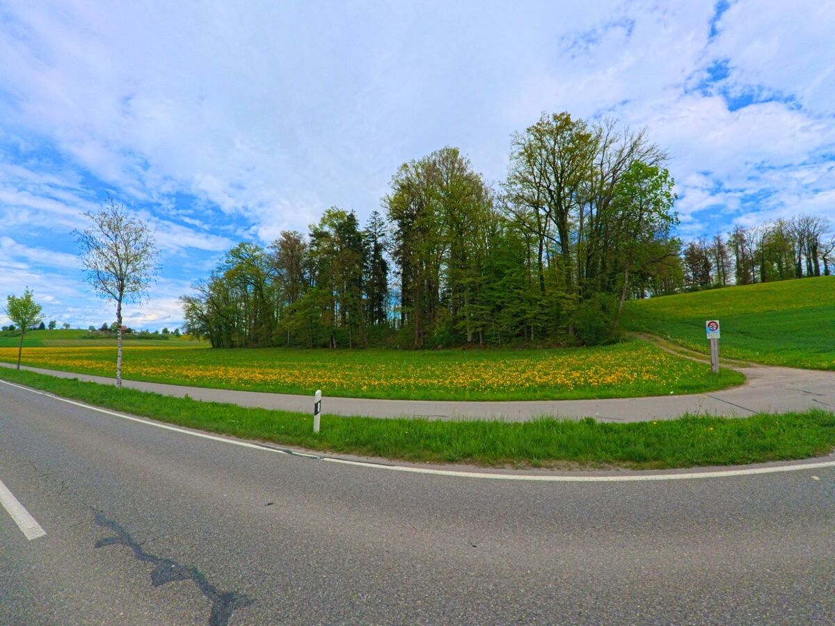 Am Ortsrand von Mönchaltorf, PLZ 8617 im Kanton Zürich, verläuft ein Weg entlang eines mit Löwenzahn bedeckten Feldes, das an einen dichten Wald grenzt.