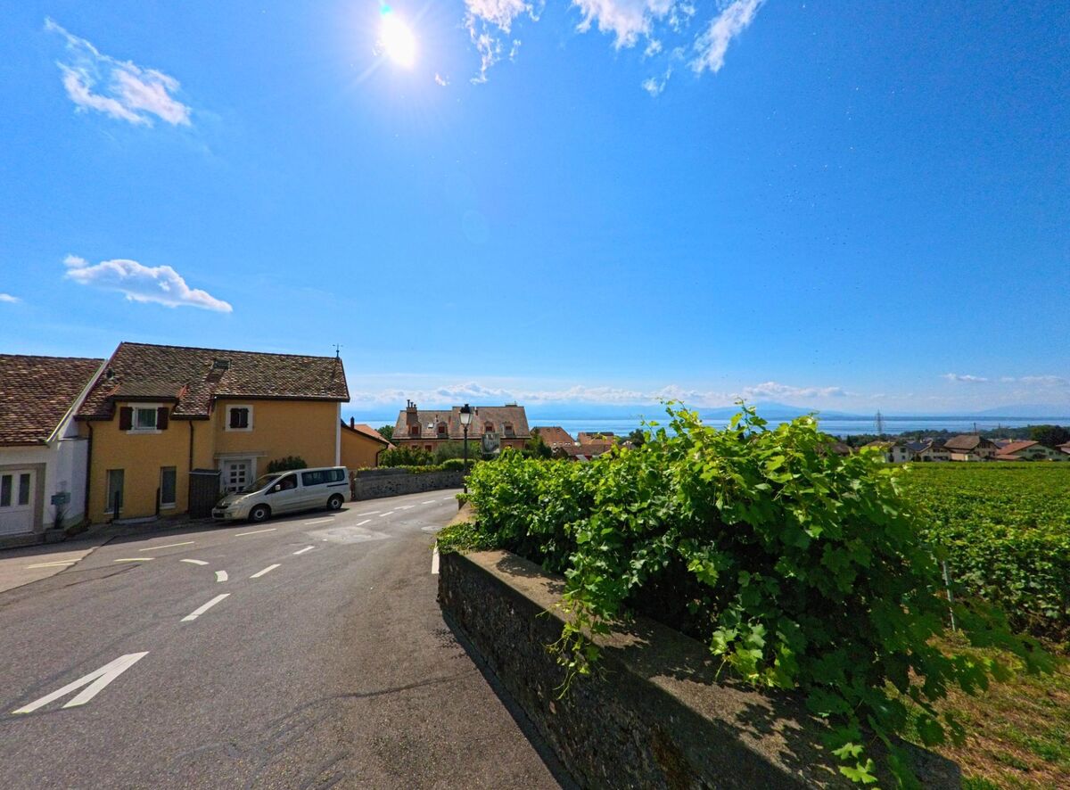 In Mont-sur-Rolle (1185, Kanton Waadt) verlaeuft eine Strasse zwischen Wohnhaeusern und Reben, im Hintergrund oeffnet sich der Blick auf den Genfersee unter klarem Himmel.