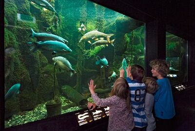 Im Musée du Léman in Nyon (1260, Kanton Waadt) beobachten Kinder ein grosses Aquarium mit verschiedenen Fischarten aus dem Genfersee.