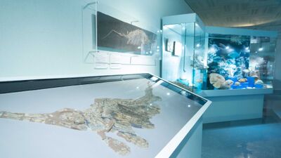 Im Musée d’histoire naturelle in Fribourg (1700, Kanton Freiburg) werden Fossilien und Meeresexponate in hell beleuchteten Glasvitrinen ausgestellt.