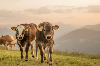 Auf einer Wiese in Lupfig (5242, Kanton Aargau) stehen zwei junge Mutterkühe von Mutterkuh Schweiz vor einer Bergkulisse im warmen Abendlicht.