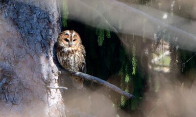 Eine Waldohreule sitzt ruhig auf einem Ast im dichten Fichtenwald des Natur- und Vogelschutzvereins Hirschthal (5042, Kanton Aargau).