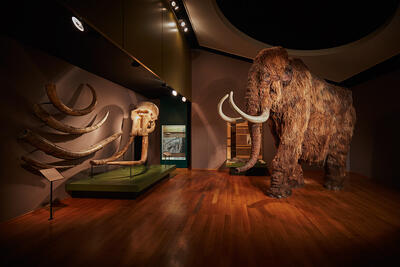Naturhistorisches Museum Basel