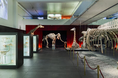 Naturhistorisches Museum Bern