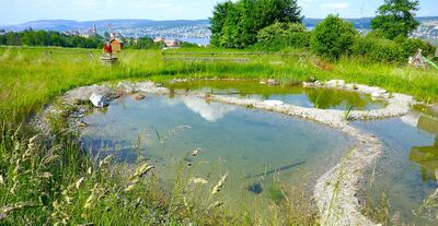 In Thalwil (8800, Kanton Zuerich) liegt ein naturnah gestalteter Weiher inmitten von Wiesen und Gebuesch, mit Blick auf die Hanga und den See im Hintergrund.