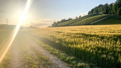 In Grüningen (8627, Kanton Zürich) fällt warmes Sonnenlicht über ein Getreidefeld und einen angrenzenden Hügel, wodurch die Landschaft des Naturschutzvereins Grüningen in goldenem Glanz erscheint.