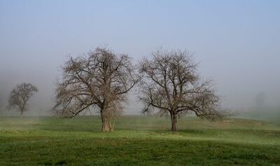 In Wallisellen (8304, Kanton Zuerich) stehen mehrere kahle Obstbaeume im morgendlichen Nebel auf einer weitlaeufigen Wiese, wodurch eine ruhige, vertrauemte Stimmung entsteht.