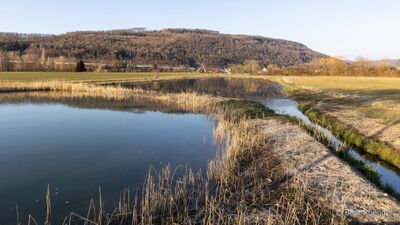 Eine ruhige Wasserlandschaft mit Schilf und Feldern in Rothrist (4852, Kanton Aargau) zeigt das von der Natur geprägte Gebiet des Naturschutzvereins Rothrist.