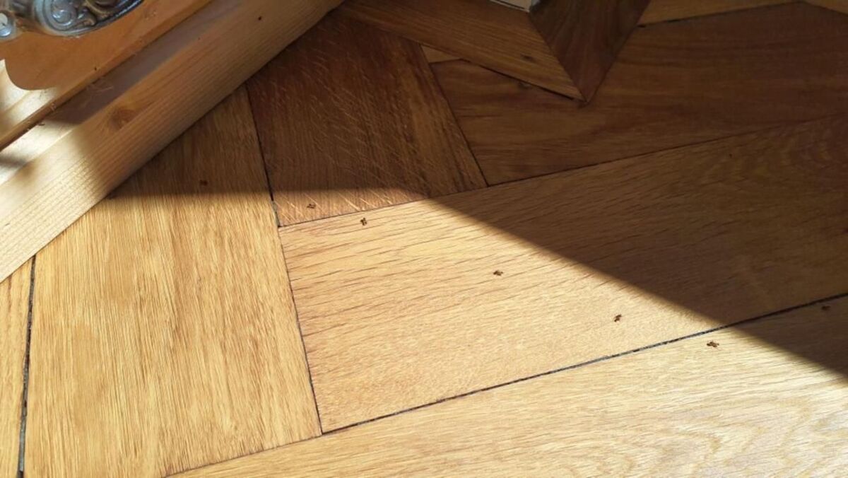  In Neftenbach (8413, Kanton Zürich) sind Ameisen auf dem Holzfussboden sichtbar, die sich in der Nähe einer Fensterleiste sammeln.