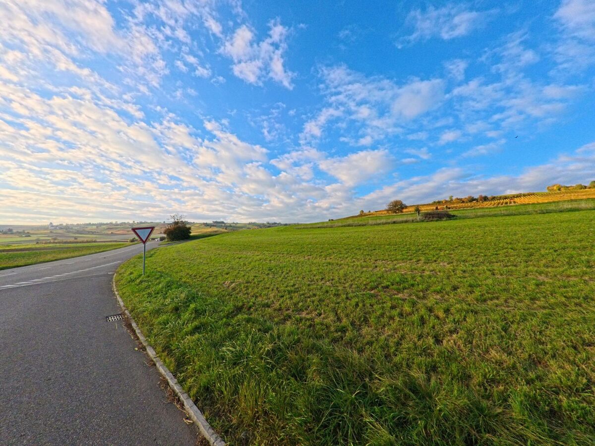 Eine sanfte Strassenkurve führt durch offenes Kulturland bei Oberhallau (8216, Kanton Schaffhausen).