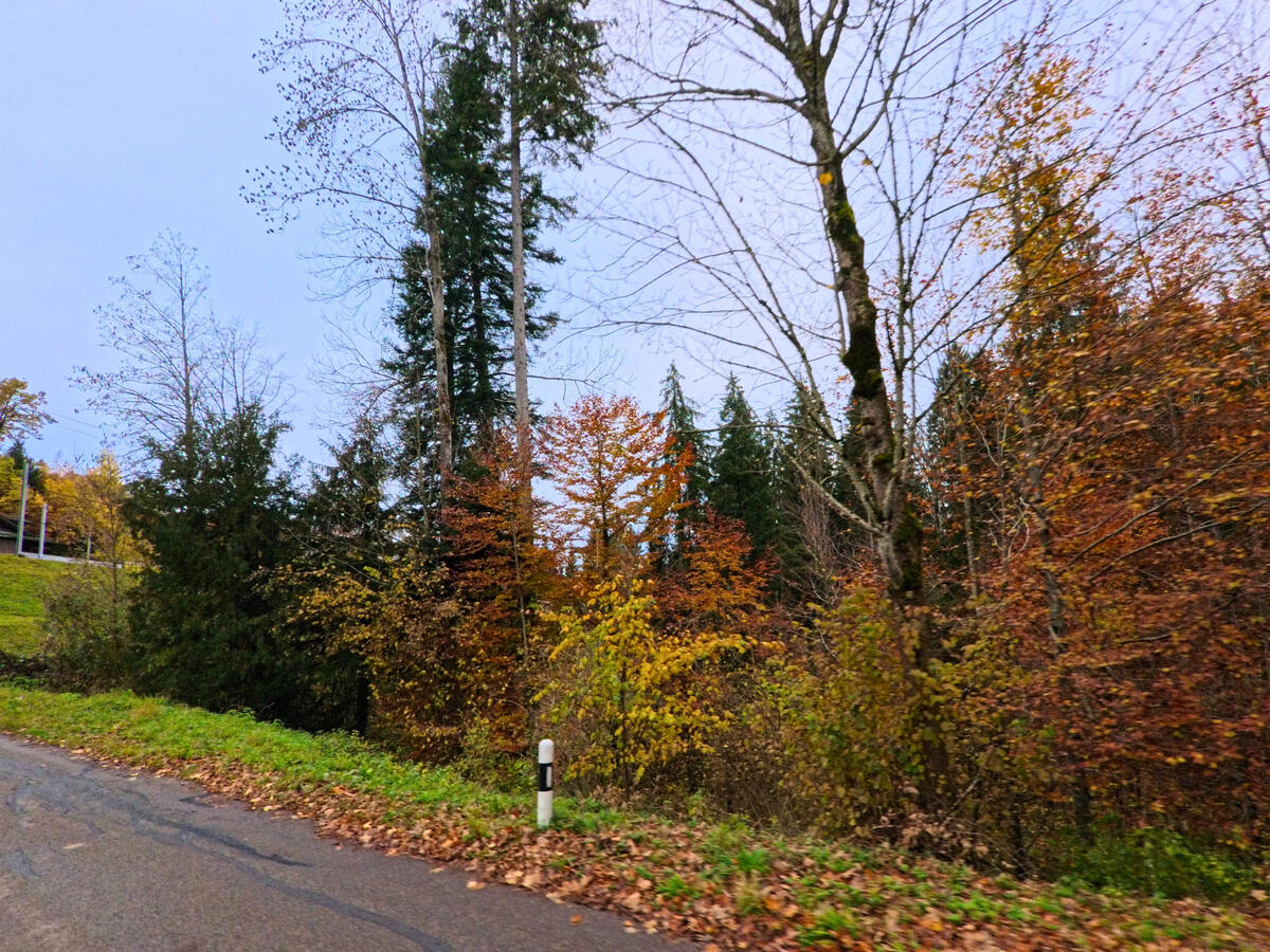 Der Waldrand mit hohen Baeumen grenzt an eine Nebenstrasse in Oberhelfenschwil (9125, Kanton St. Gallen).