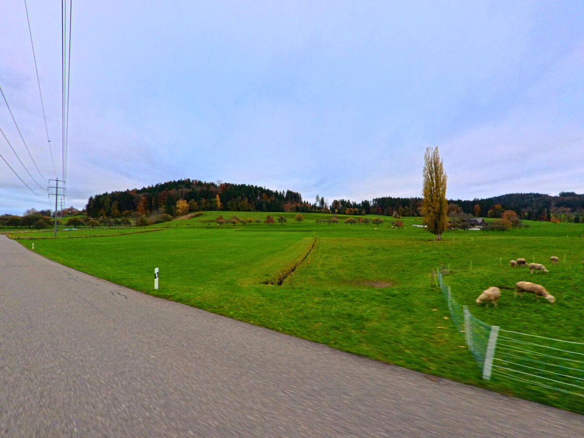 Eine offene Wiesenlandschaft breitet sich am Rand von Oberuzwil (9248, Kanton St. Gallen) entlang eines Weges aus.