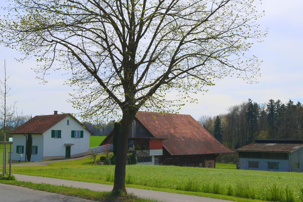 In Obfelden, PLZ 8912 im Kanton Zürich, stehen ein Bauernhaus, ein Stallgebäude und ein Wohnhaus inmitten grüner Felder und einzelner Bäume am Waldrand.
