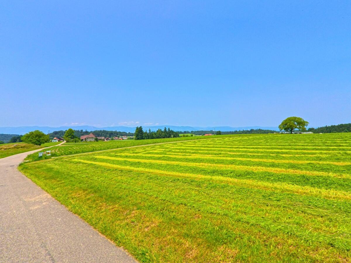 In Ochlenberg (3367, Kanton Bern) erstreckt sich eine frisch gemähte Wiese mit gleichmässigen Schwaden unter blauem Himmel bis zum nahen Weiler.