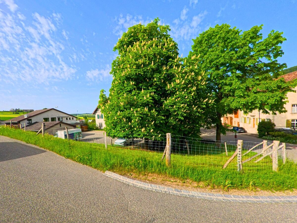Eine sanft ansteigende Strasse führt in Oltingen (4494, Kanton Baselland) an einer umzäunten Wiese vorbei, hinter der sich Kastanienbäume und Wohnhäuser erheben.