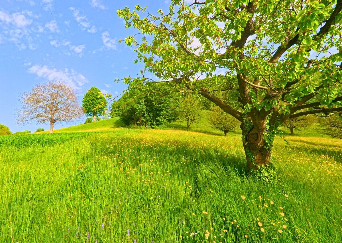 Auf einer blühenden Wiese in Oltingen (4494, Kanton Baselland) stehen vereinzelt Bäume in leichtem Gefälle vor einem klaren Frühlingshimmel.