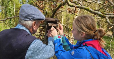Zwei Personen befestigen gemeinsam einen Nistkasten an einem Baum in Kerzers (3210, Kanton Freiburg) und foerdern den Naturschutz.
