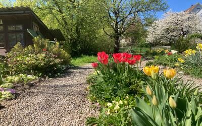 Im Pflanzenlabyrinth an der Russistrasse führt in Thalwil (8800, Kanton Zürich) ein Kiesweg zwischen roten und gelben Tulpen durch einen blühenden Frühlingsgarten.