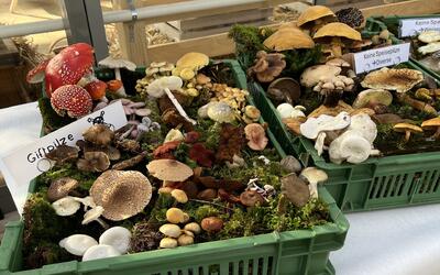Eine vielfältige Pilzausstellung des Pilzvereins am Bachtel in Wald (8636, Kanton Zürich) zeigt zahlreiche Pilzarten in grünen Kisten.