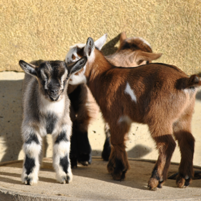 Plättli Zoo AG