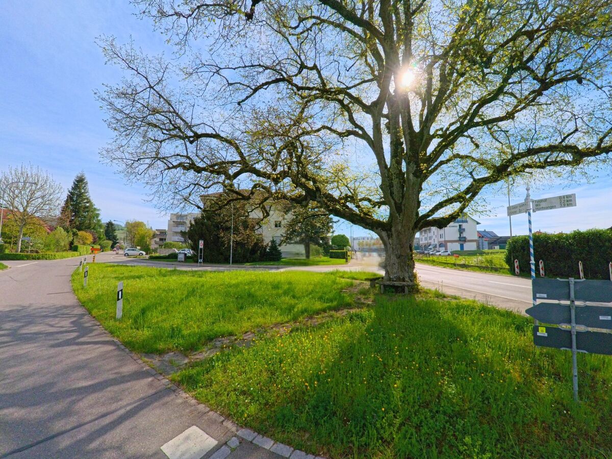 In Rafz im PLZ-Gebiet 8197 im Kanton Zürich steht ein grosser Baum an einer Weggabelung, umgeben von Wiesen, Strassenschildern und Wohnhäusern im Hintergrund.