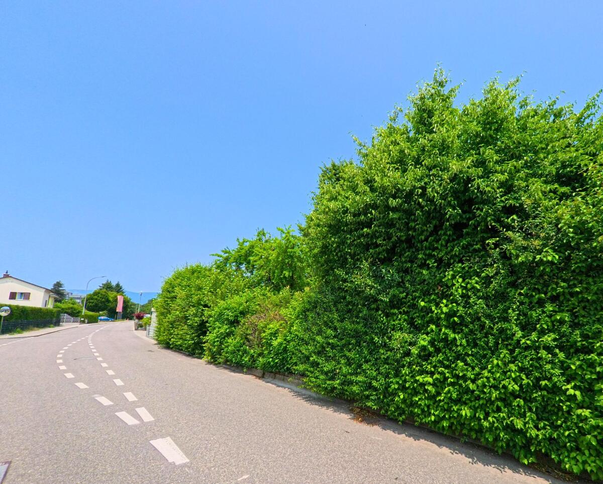 Eine grüne Hecke säumt den Rand einer ruhigen Straße in Recherswil (4565, Kanton Solothurn), die sich sanft um die Kurve windet.