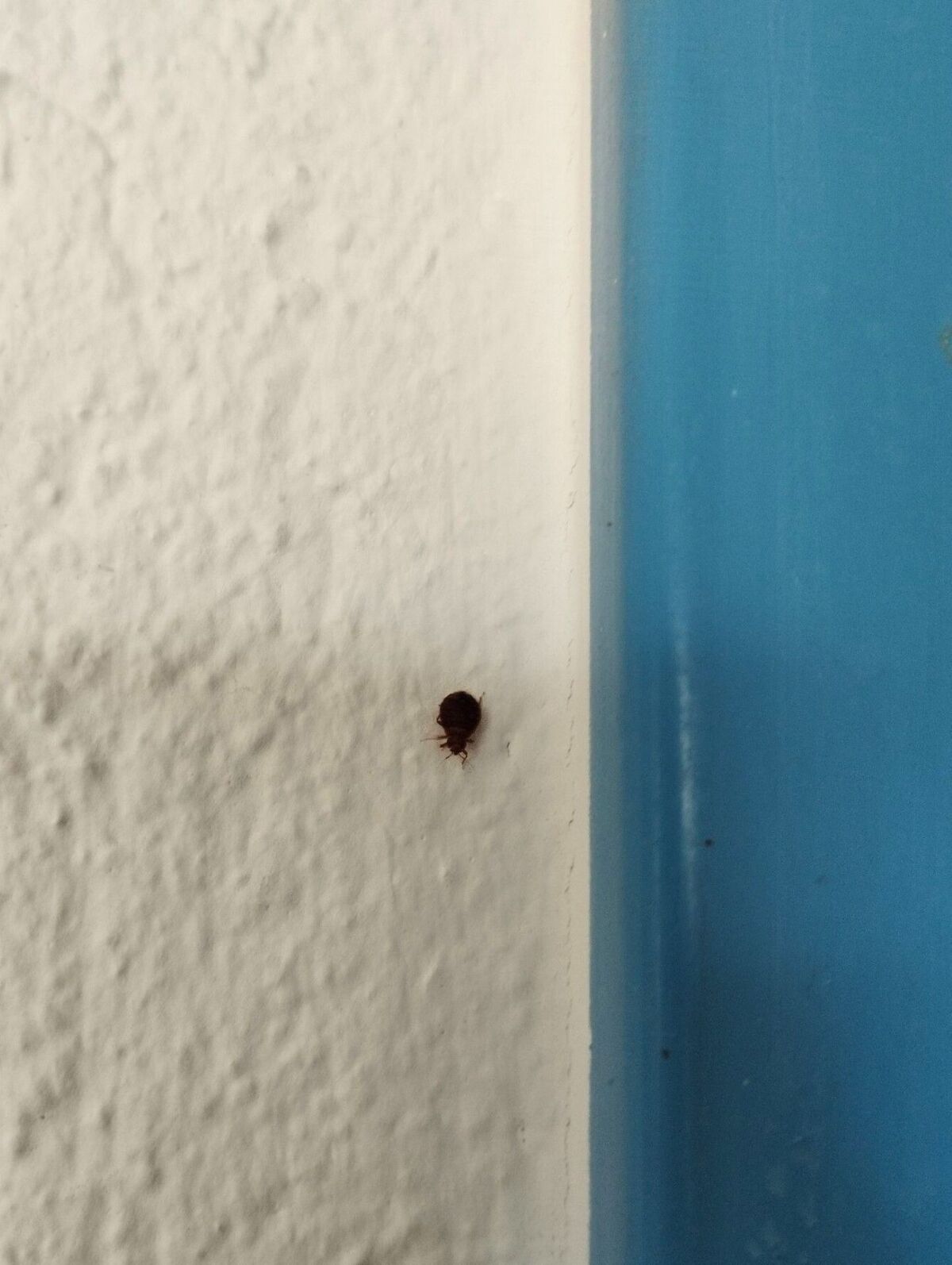 An einer weissen Wand mit angrenzender blauer Fläche in einem Gebäude in Rifferswil (8911, Kanton Zürich) krabbelt eine Bettwanze entlang der Kante.